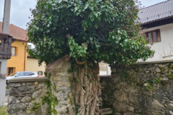 foto-San-Leopoldo-Pontebba